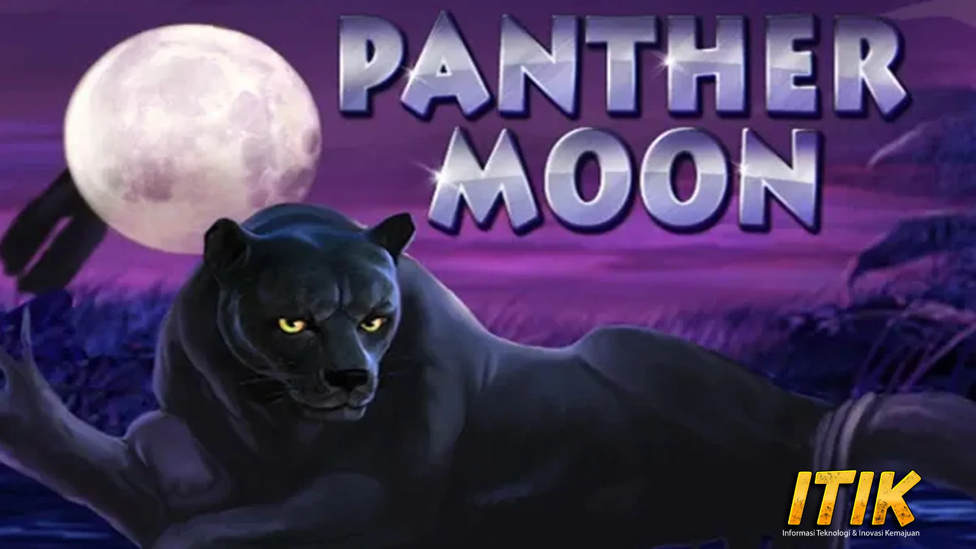 Panther Moon Ngalahin 15 Macan Lagi Sakit Hati